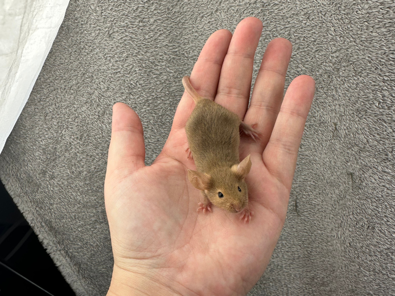 Fancy mouse Pet only Mus musculus 