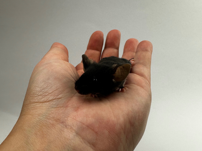 Fancy mouse Pet only Mus musculus 