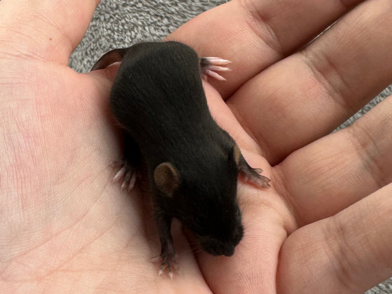 Fancy mouse Rehomed Mus musculus 