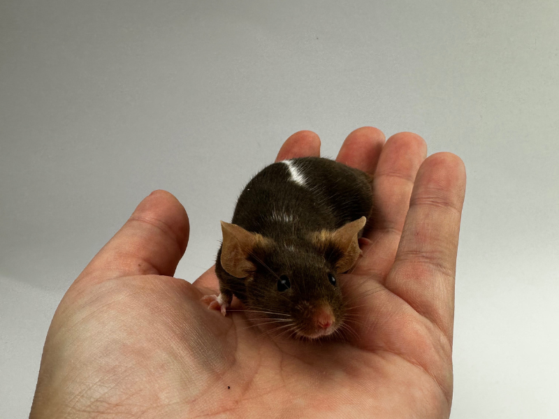 Fancy mouse Breeder Mus musculus 