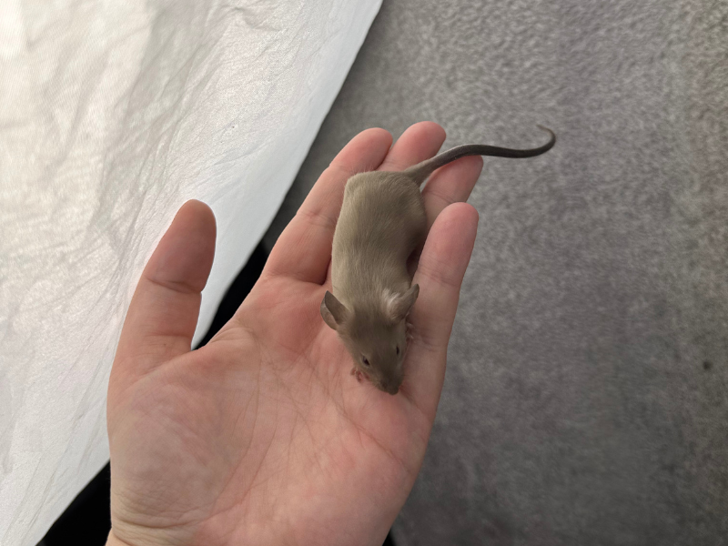 Fancy mouse Pet only Mus musculus 