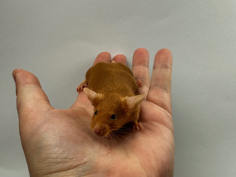 Fancy mouse Pet only Mus musculus 