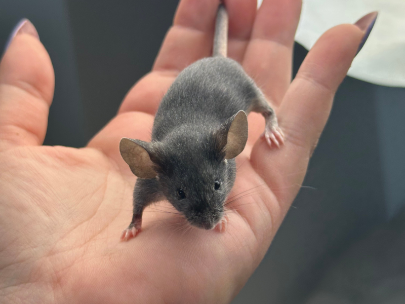 Fancy mouse Pet only Mus musculus 