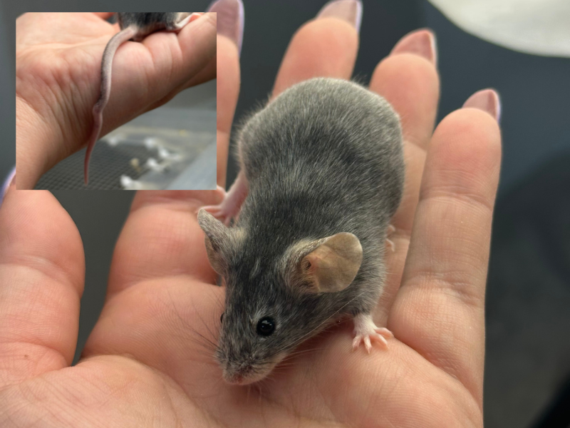 Fancy mouse Pet only Mus musculus 