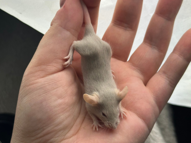 Fancy mouse Pet only Mus musculus 