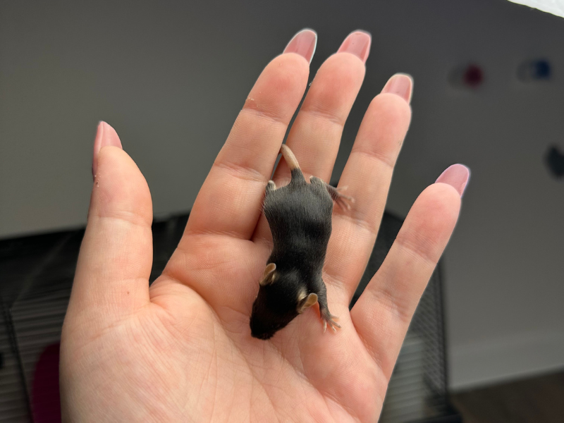 Fancy mouse Pet only Mus musculus 