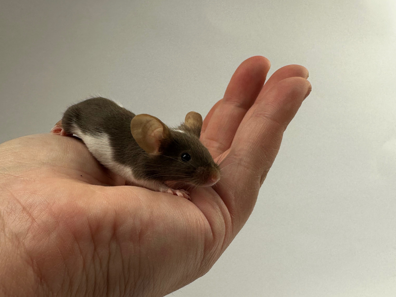 Fancy mouse Rehomed Mus musculus 