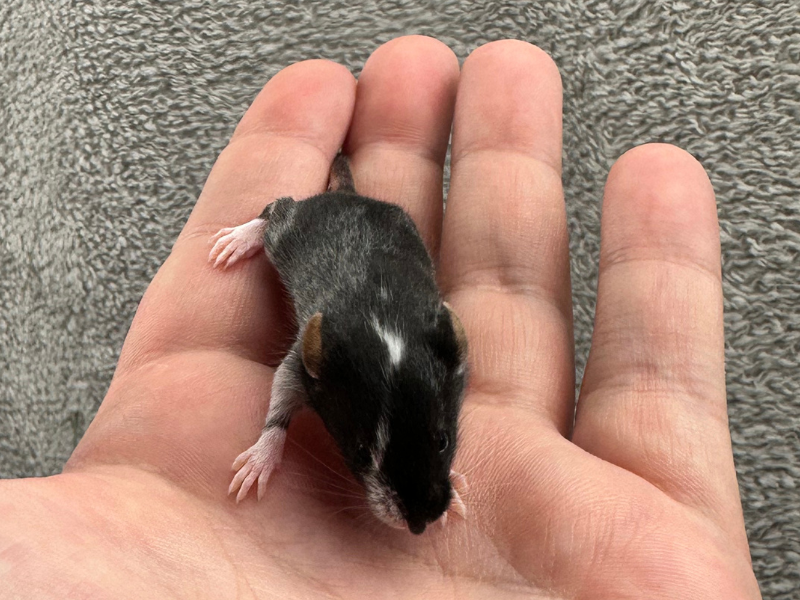 Fancy mouse Rehomed Mus musculus 