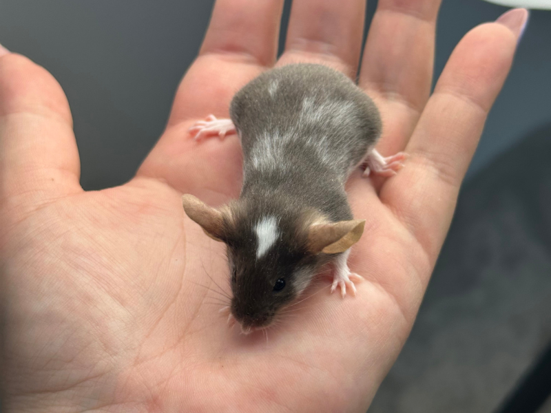 Fancy mouse Pet only Mus musculus 