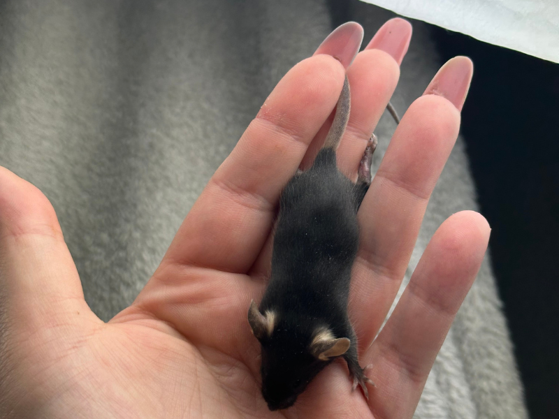 Fancy mouse Pet only Mus musculus 