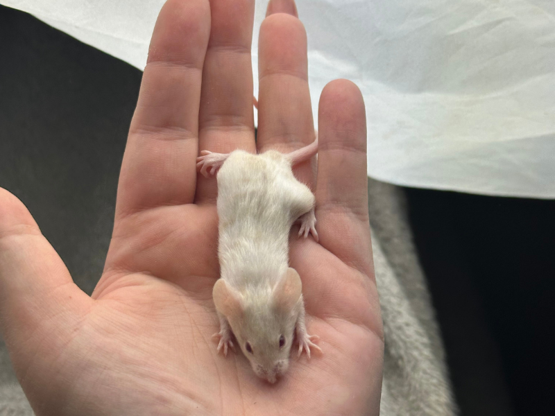 Fancy mouse Pet only Mus musculus 