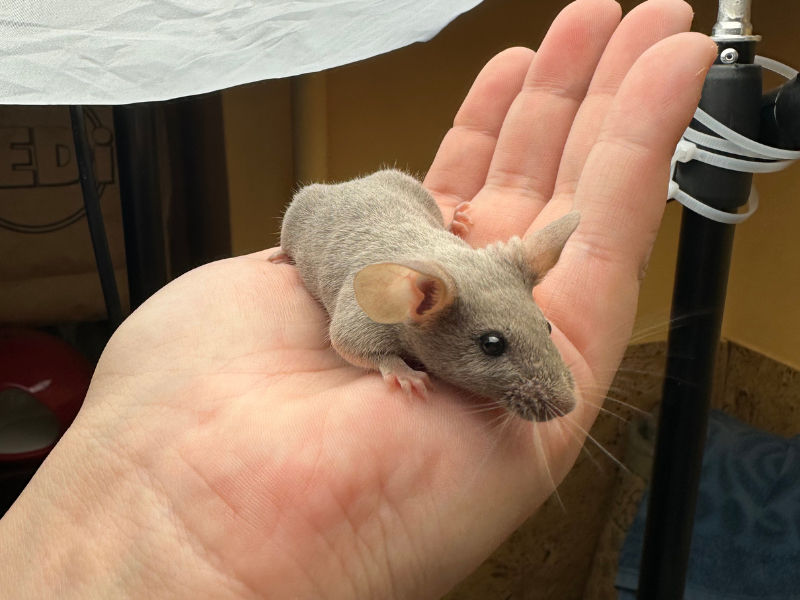 Fancy mouse Deceased Mus musculus 