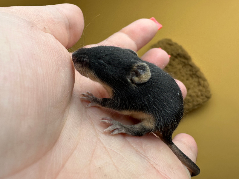 Fancy mouse Rehomed Mus musculus 
