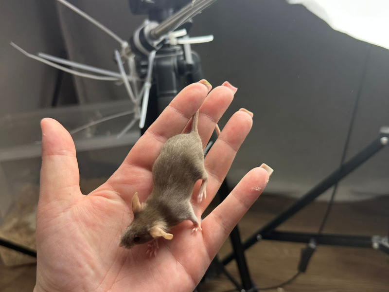Fancy mouse Pet only Mus musculus 