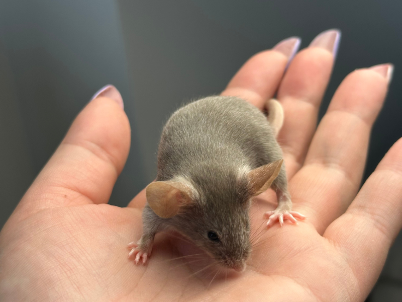 Fancy mouse Pet only Mus musculus 