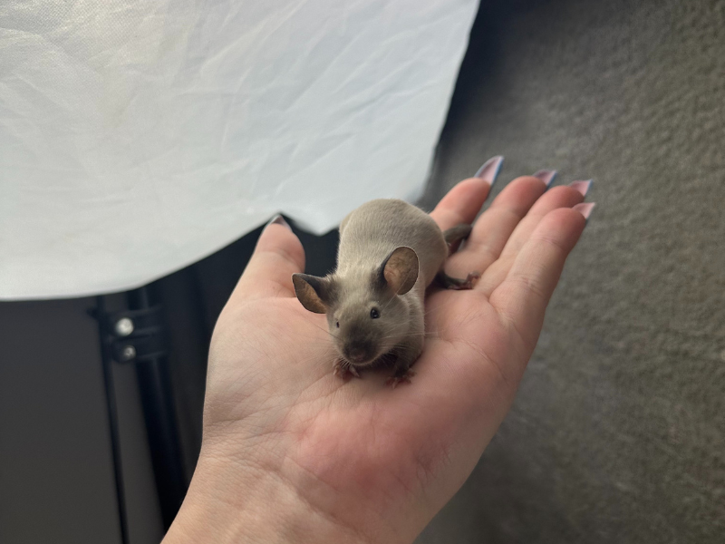 Fancy mouse Pet only Mus musculus 