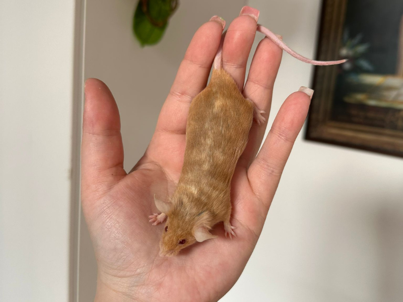 Fancy mouse Breeder Mus musculus 