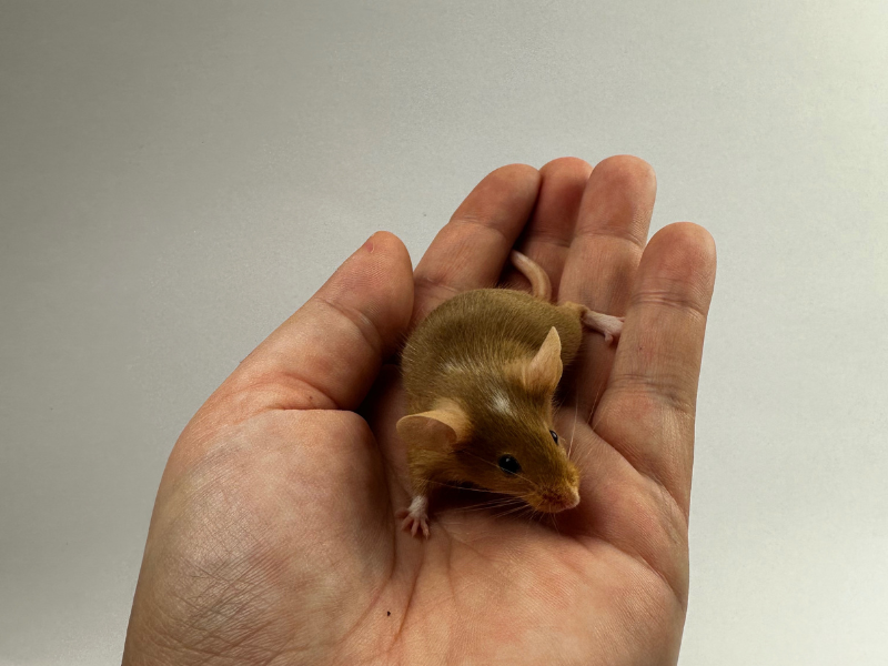 Fancy mouse Pet only Mus musculus 