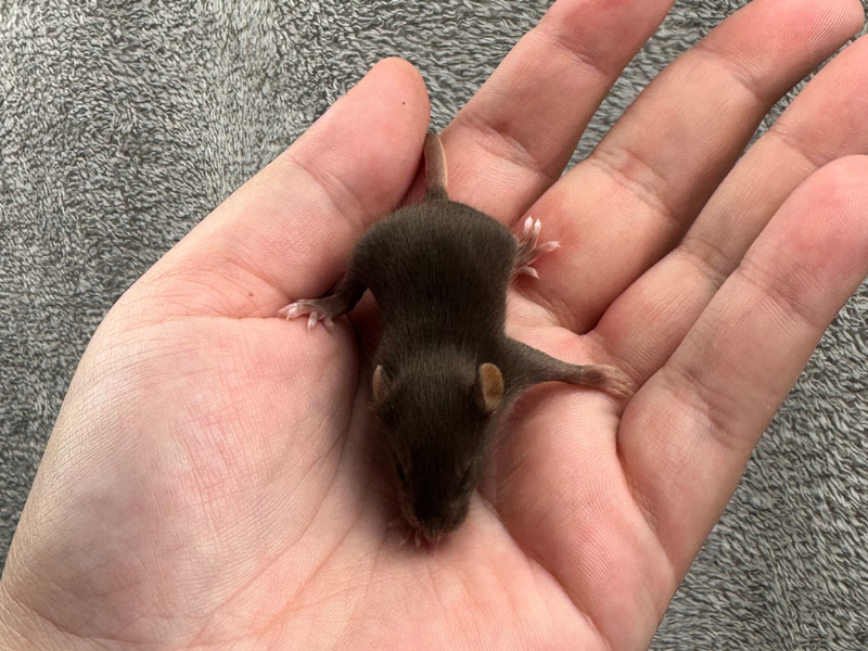 Fancy mouse Pet only Mus musculus 