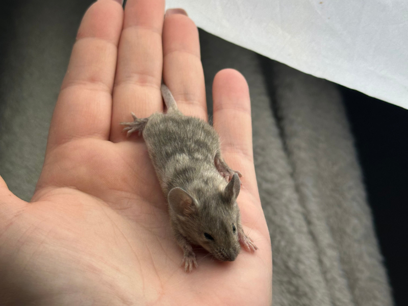 Fancy mouse Pet only Mus musculus 