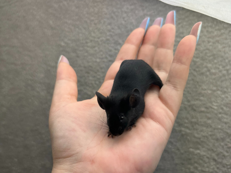 Fancy mouse Pet only Mus musculus 