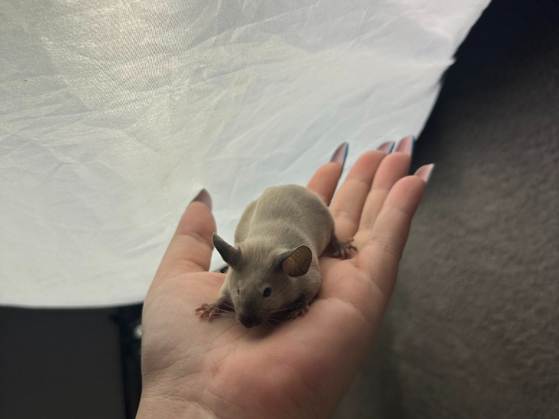 Fancy mouse Pet only Mus musculus 