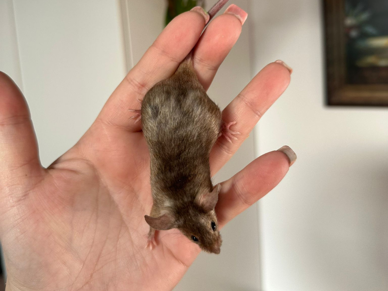 Fancy mouse Pet only Mus musculus 