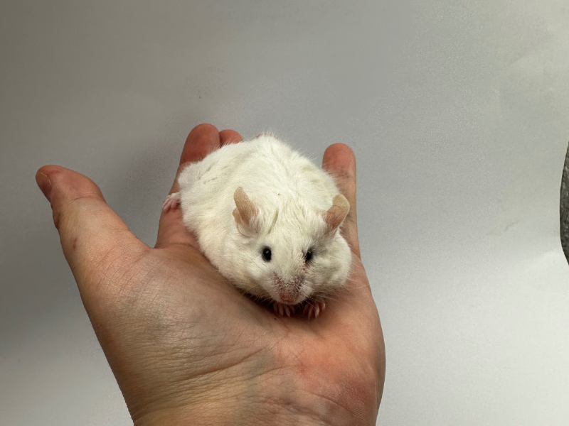 Fancy mouse Breeder Mus musculus 