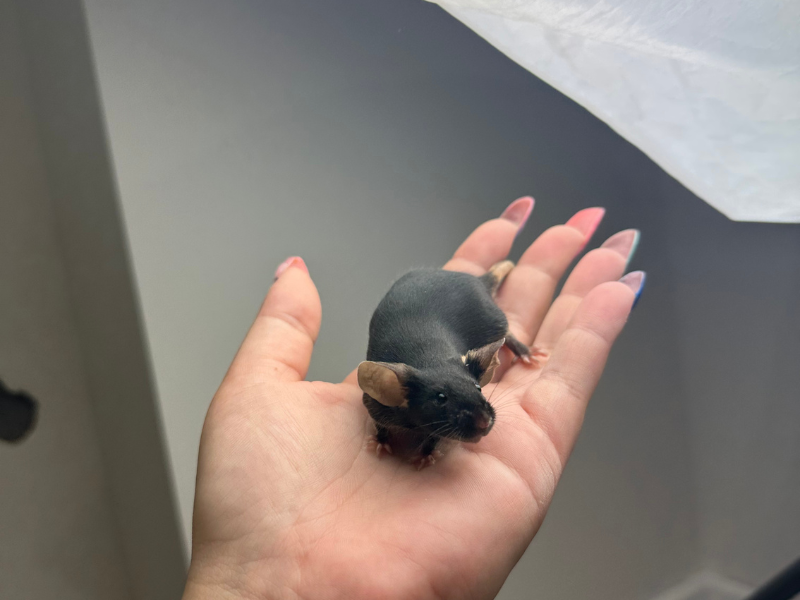 Fancy mouse Free Mus musculus 
