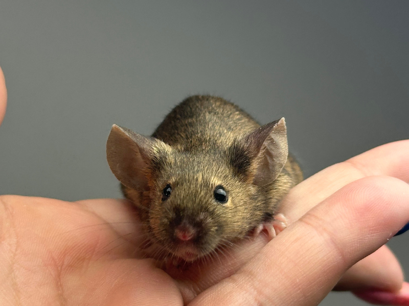 Fancy mouse Breeder Mus musculus 