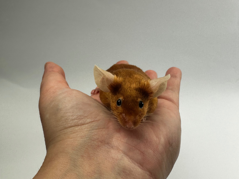 Fancy mouse Breeder Mus musculus 
