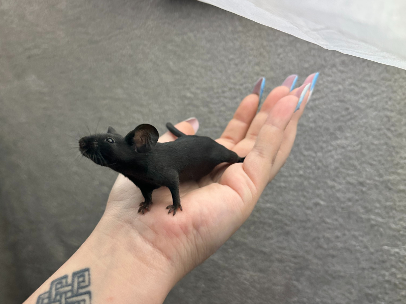 Fancy mouse Pet only Mus musculus 