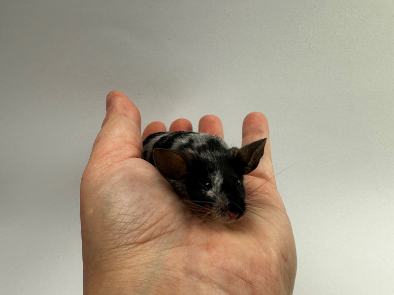Fancy mouse Breeder Mus musculus 