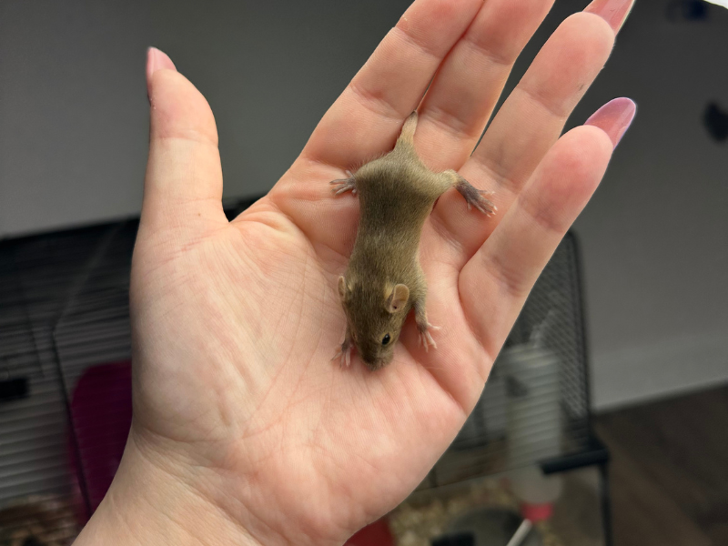 Fancy mouse Pet only Mus musculus 