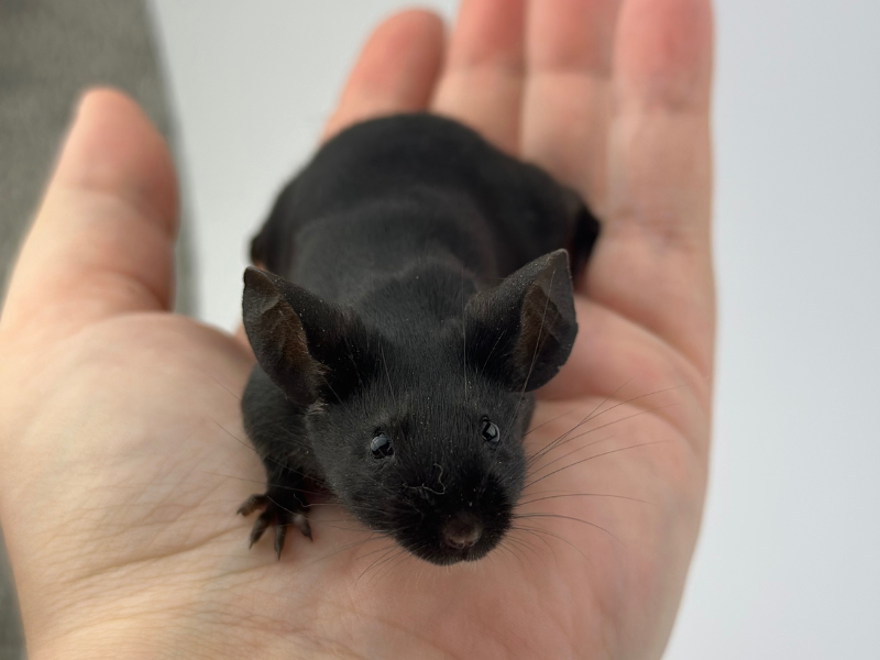 Fancy mouse Breeder Mus musculus 