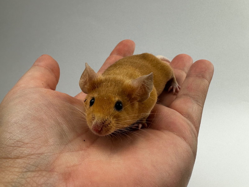 Fancy mouse Breeder Mus musculus 