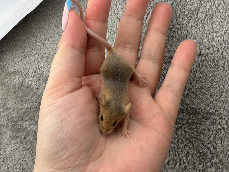 Fancy mouse Pet only Mus musculus 