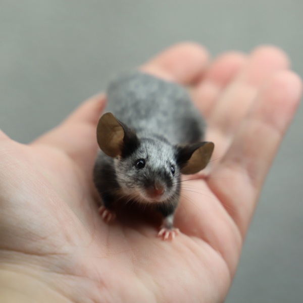 Fancy mouse Pet only Mus musculus 