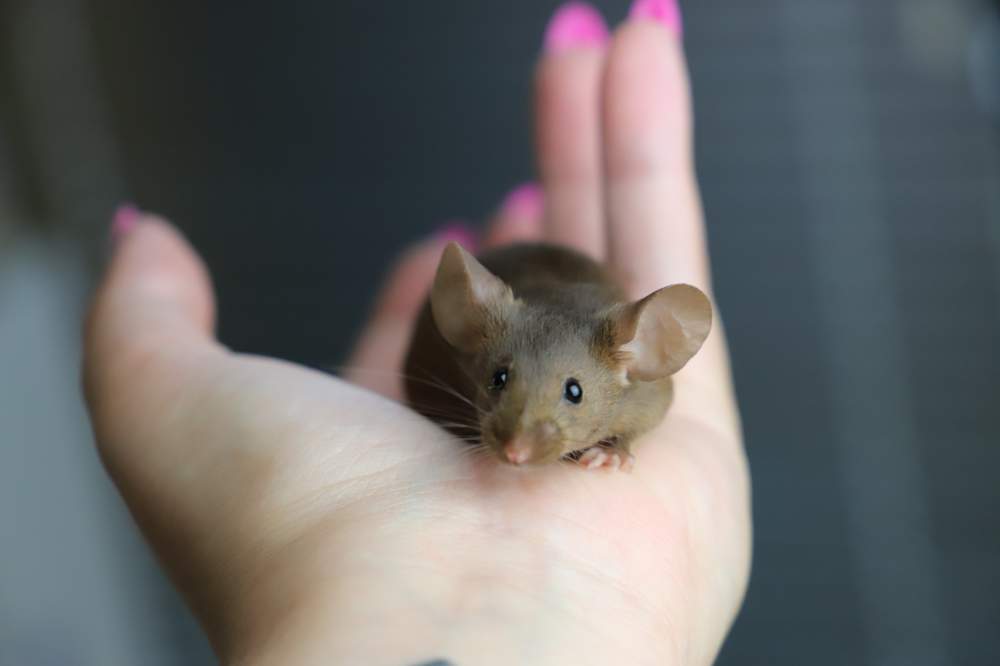 Fancy mouse Deceased Mus musculus 