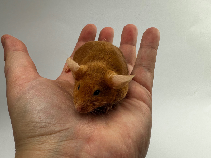 Fancy mouse Breeder Mus musculus 