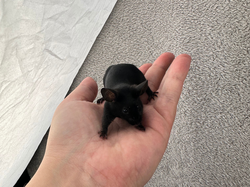 Fancy mouse Breeder Mus musculus 