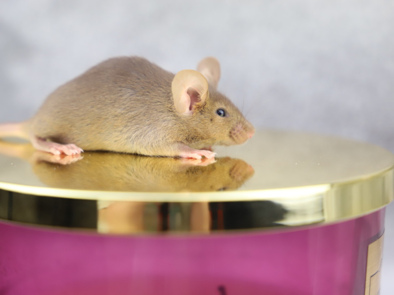 Fancy mouse Pet only Mus musculus 