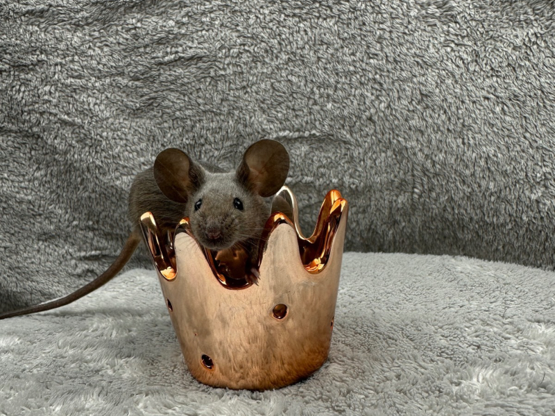 Fancy mouse Pet only Mus musculus 