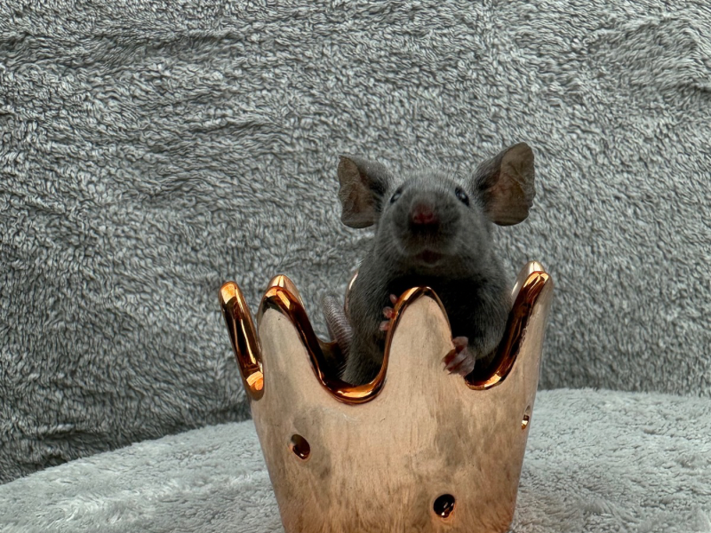 Fancy mouse Pet only Mus musculus 
