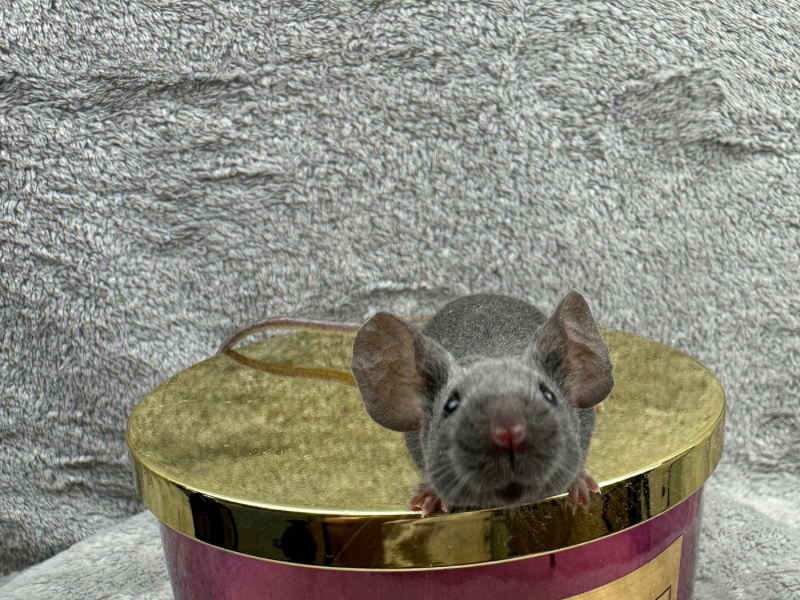 Fancy mouse Pet only Mus musculus 
