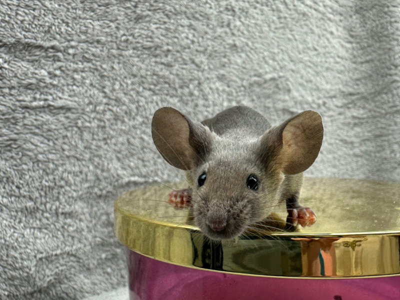 Fancy mouse Rehomed Mus musculus 