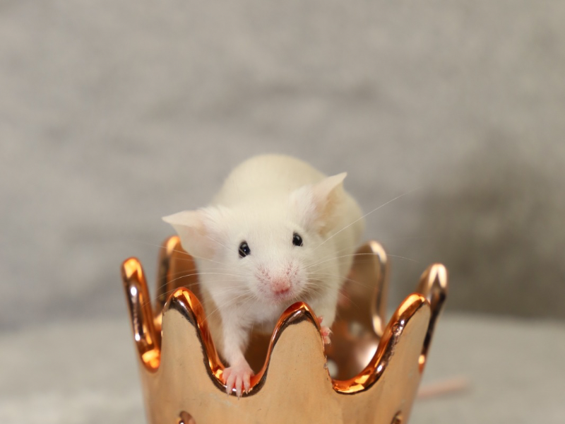 Fancy mouse Pet only Mus musculus 