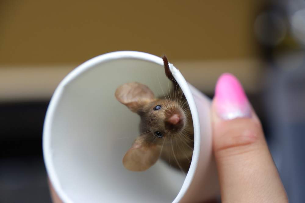 Fancy mouse Deceased Mus musculus 