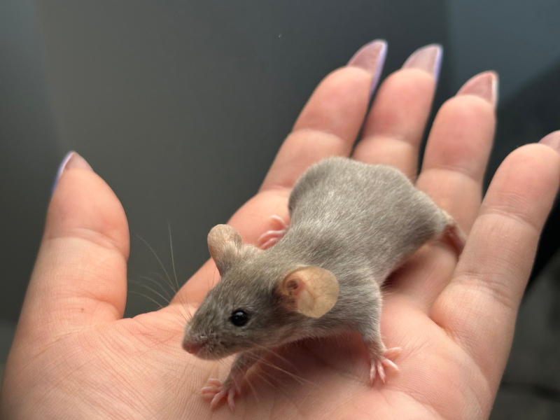 Fancy mouse Pet only Mus musculus 