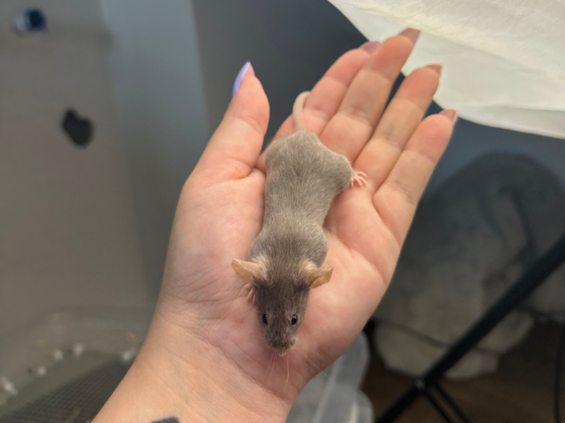 Fancy mouse Pet only Mus musculus 